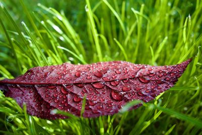 Close-up of water drops on plant