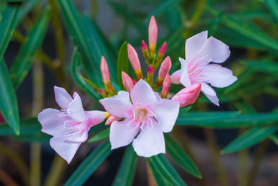 Close-up of pink flowering plant