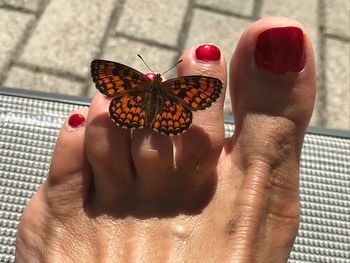 Close-up of butterfly on hand