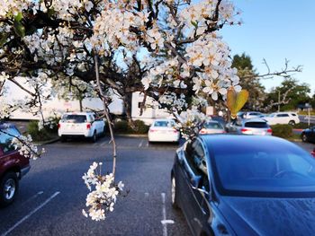 Close-up of flower tree against blue sky