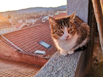 Cat looking away on roof of building