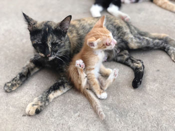 Portrait of cat with kitten