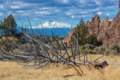 Bare tree on mountain against sky