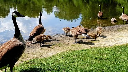 Ducks in a lake