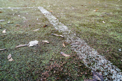 Close-up of grass on field