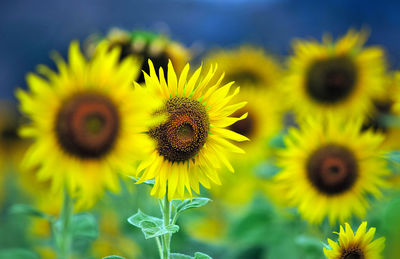 Close-up of yellow flowering plant