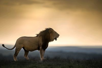 Horse standing on field against sky during sunset