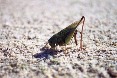 Close-up of insect