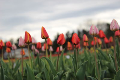 Close-up of tulips on field against sky