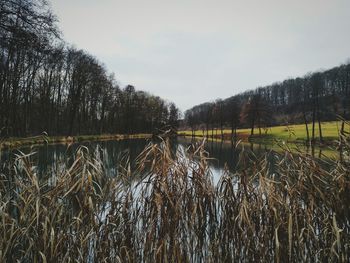 Scenic view of lake in forest against sky