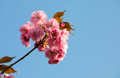 Low angle view of pink cherry blossoms