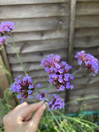 Close-up of hand holding purple flowering plant