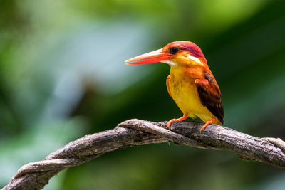 Close-up of bird perching on branch