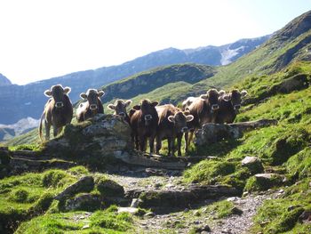 View of sheep on landscape