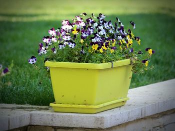 Close-up of potted plant