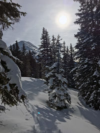 Snow covered pine trees against sky during winter