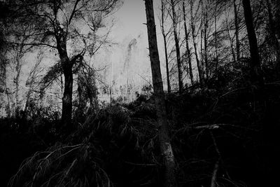 Low angle view of trees in forest