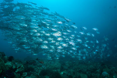 Fish swimming in sea