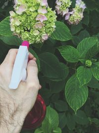 Cropped hand spraying on flowers