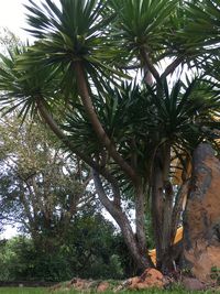 Low angle view of palm trees against sky