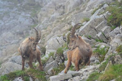 View of animals on rock