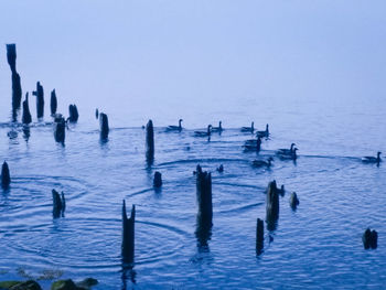 Birds perching on swimming in sea against sky