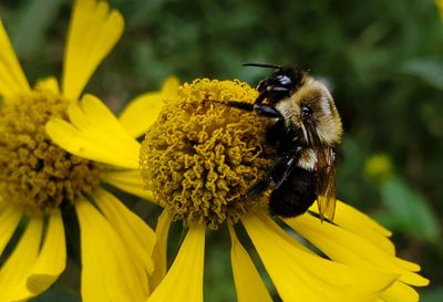 Close-up of honey bee on yellow flower