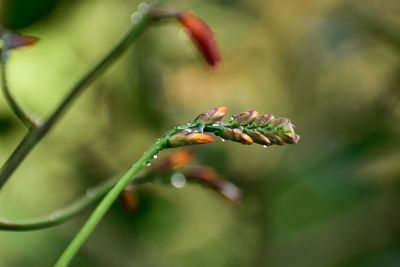 Beautiful closeup photograph of gladiolus buds with green background.