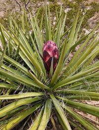 High angle view of flowering plant on field