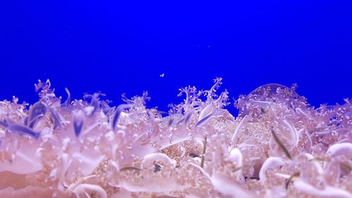 Close-up of jellyfish swimming in aquarium