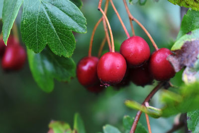 Close-up of cherries growing on plant