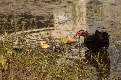 View of a bird on a field