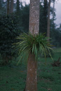 Close-up of tree trunk