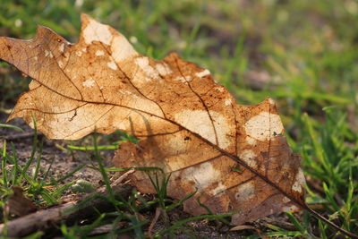 Close-up of dry maple leaves on land