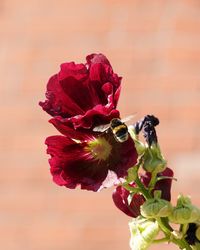 Close-up of red rose