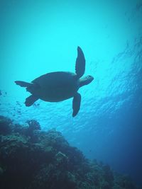 Fish underwater