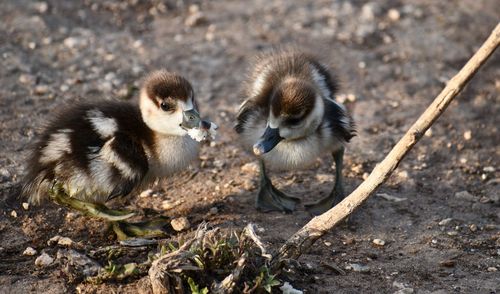 High angle view of ducklings on land