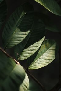 Close-up of leaves