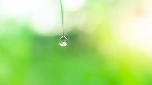Close-up of water drop on leaf