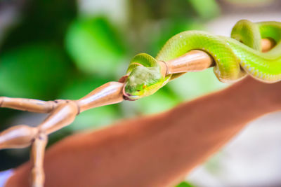 Close-up of green leaf