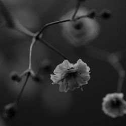 Close-up of flowers