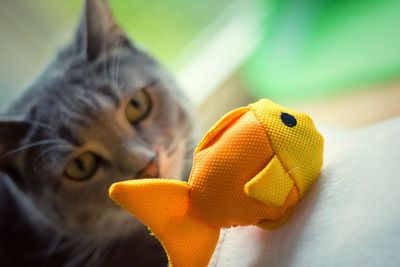 Cat staring at toy fish