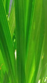 Close-up of wet green leaves