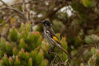 Close-up of bird perching on branch