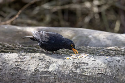 Blackbird eating seed from a dead tree