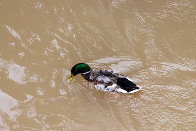 High angle view of dog swimming in lake