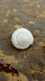 Close-up of snail