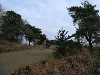 Low angle view of trees against sky