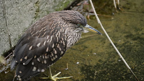 Close-up of bird perching on a land