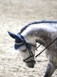 Close-up of a horse on field